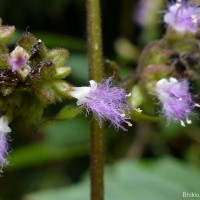 Pogostemon heyneanus Benth.